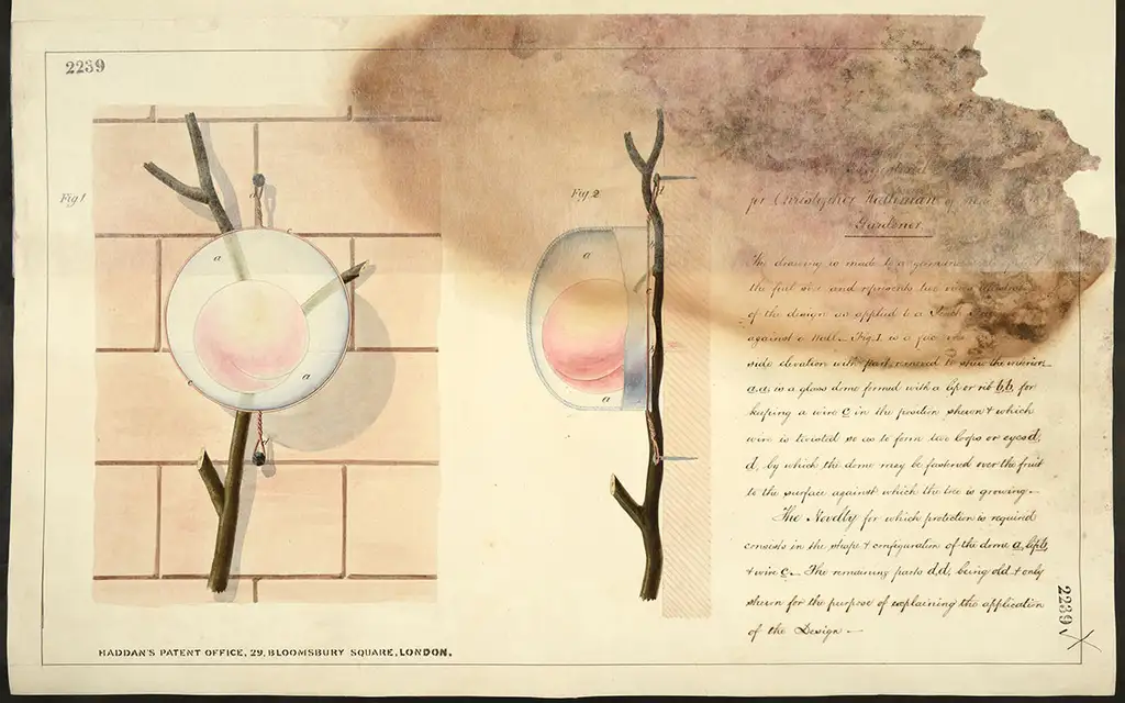 A diagram of the branch of a peach tree with a glass dome over one of the peaches.