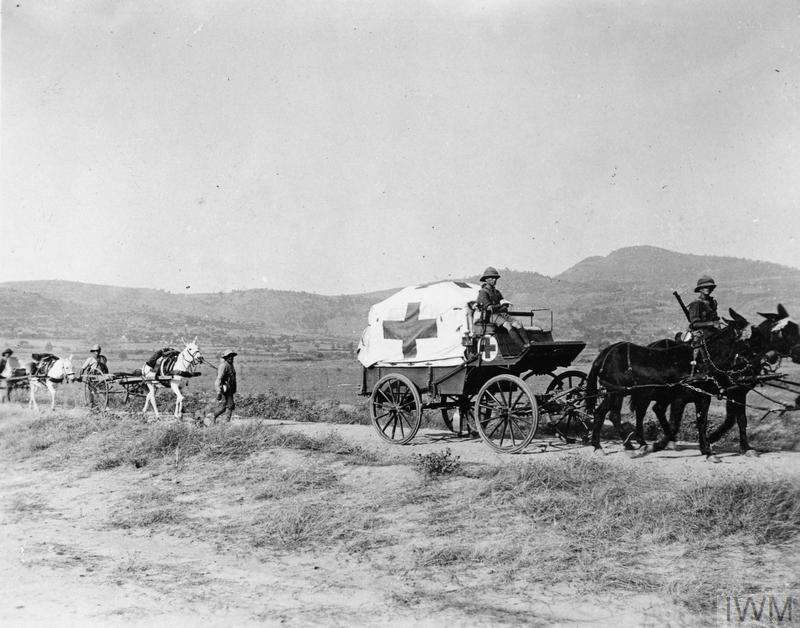 Photo of a horse-drawn ambulance leading two-wheeled stretcher carts drawn by mules.