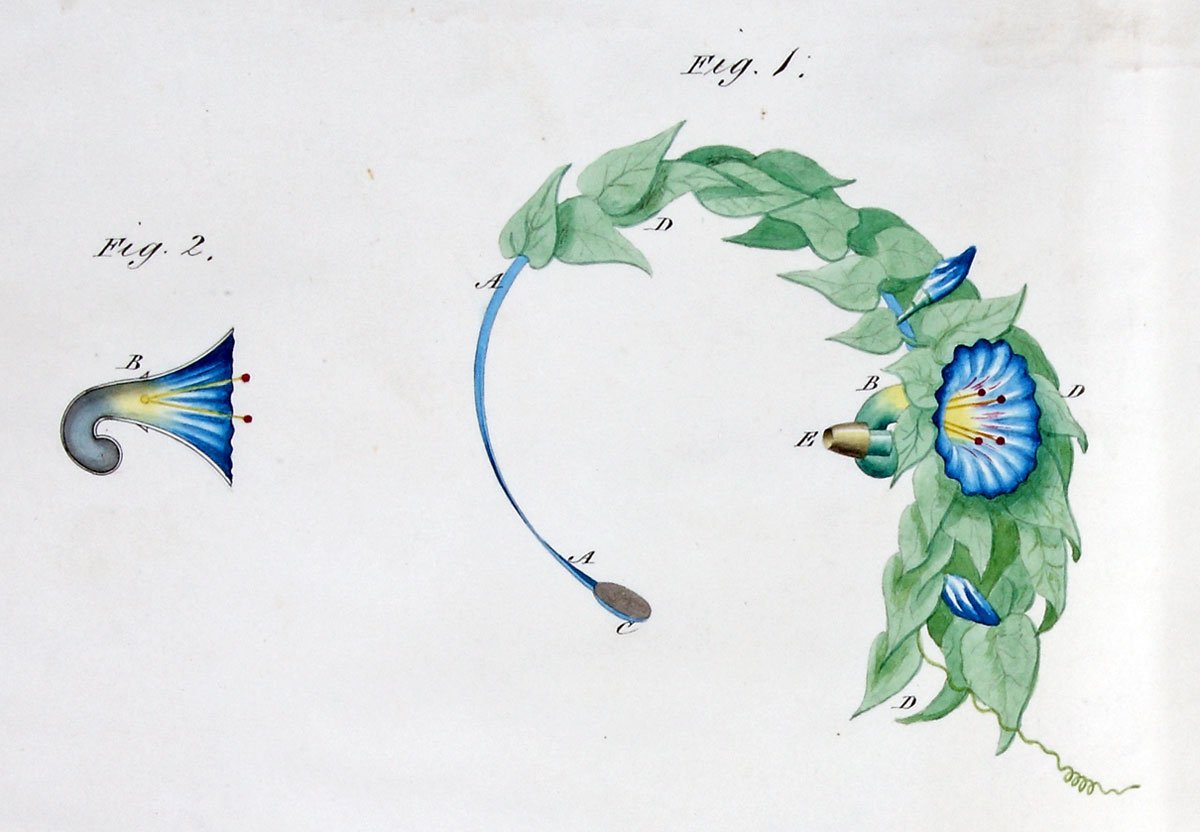 Green and blue-coloured sketch of what looks like a headband covered with leaves and blue flowers.