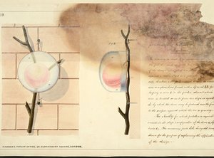 A diagram of the branch of a peach tree with a glass dome over one of the peaches.