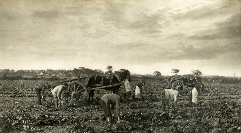 Seven people bent over working in a farm field alongside two horse and cart.