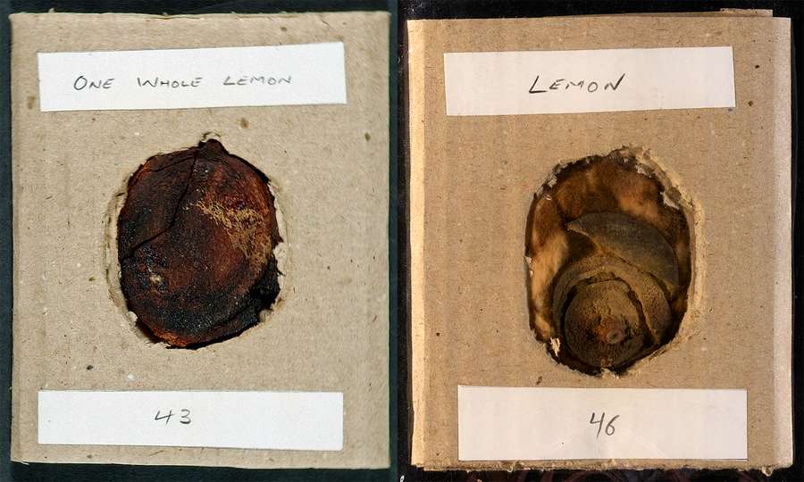 Two images of brown, leathery, lemon-shaped lumps kept in brown cardboard.