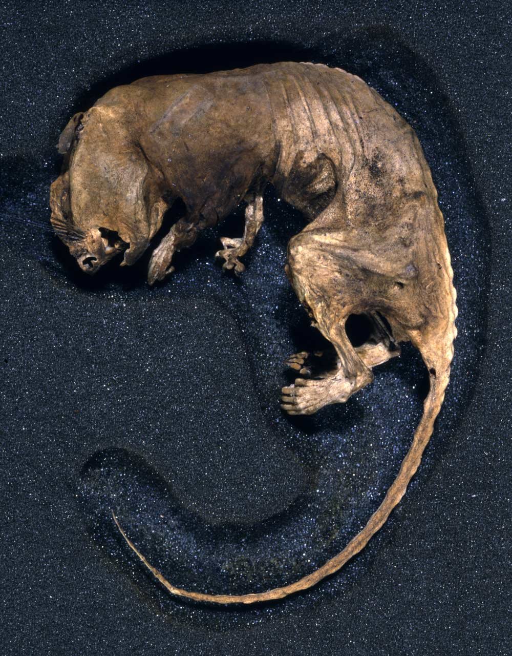 A photograph of a deceased rat. It is curled up against a blue background and looks mummified.