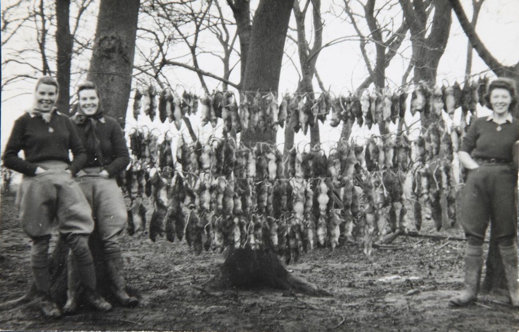 A photograph of three women standing next to tens of caught rats hanging from a line.